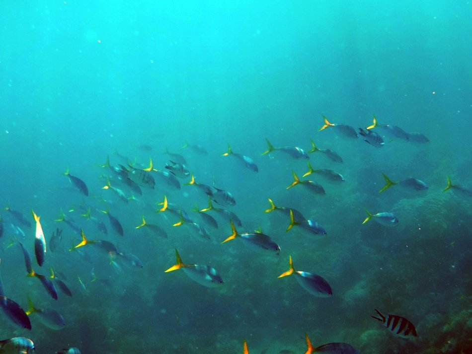 fish under the sea