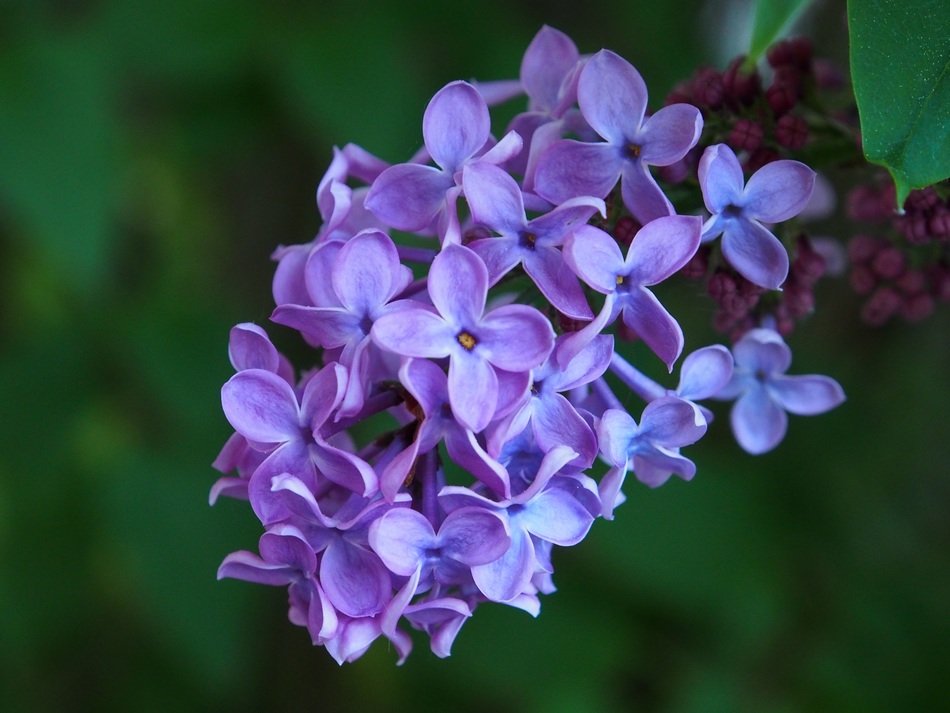 lilac flowers at blurred green background
