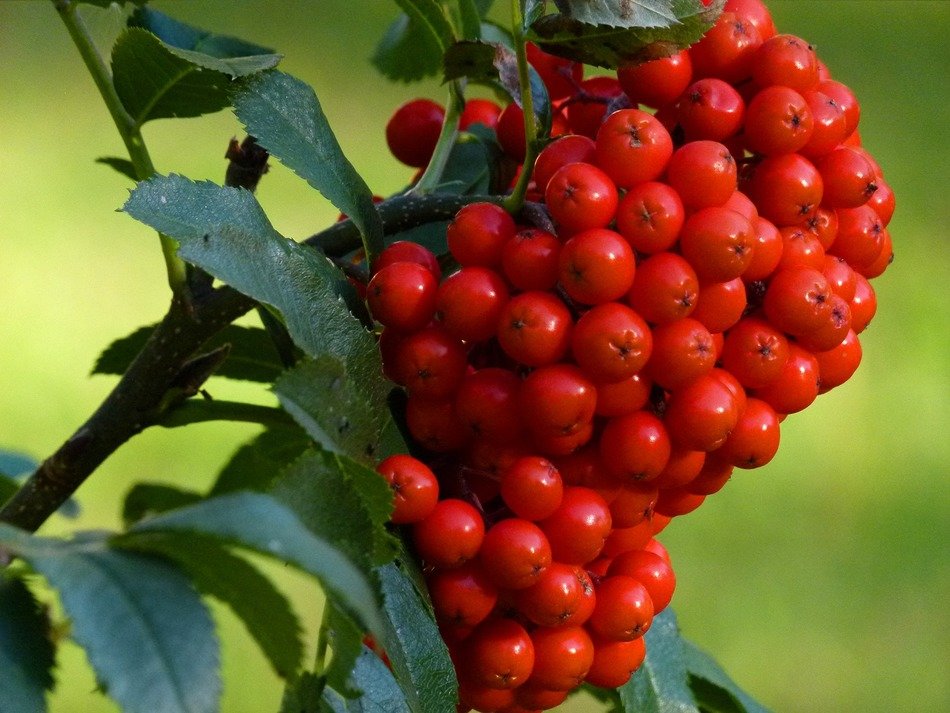 rowan berries close-up on blurred background