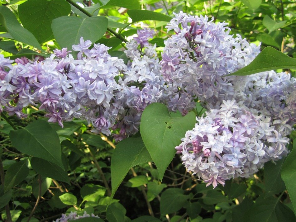 blooming lilacs in the city