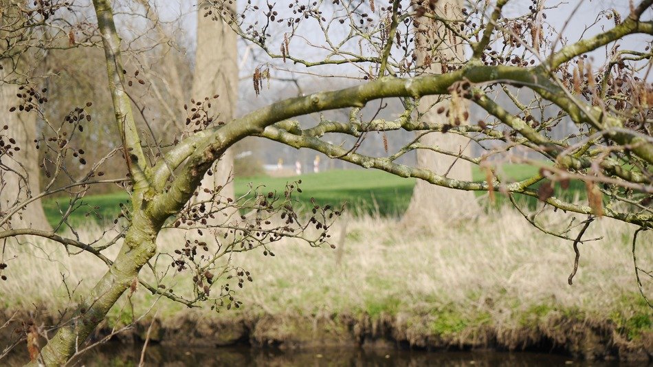 Landscape of Road trees