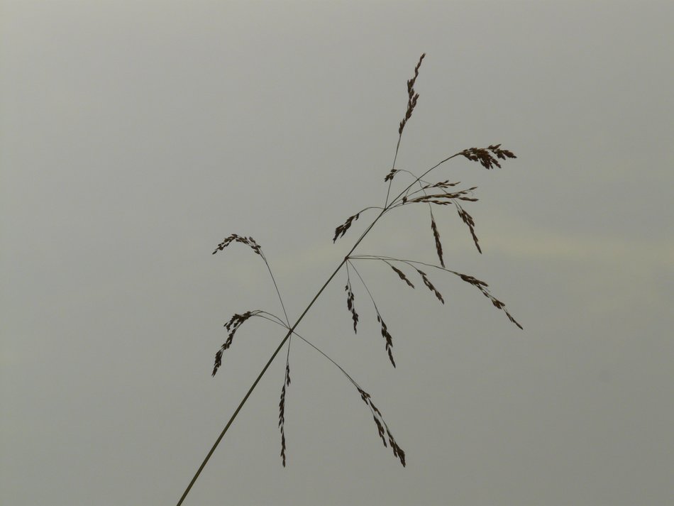 alone grass on a light background