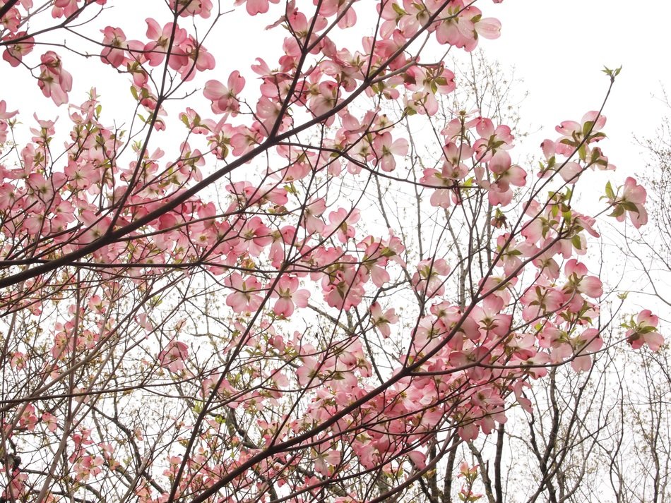 Dogwood in spring