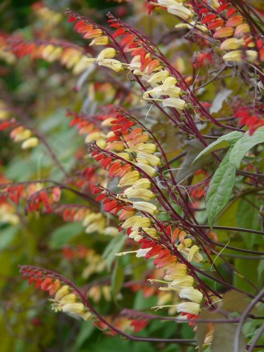 photo of the flowers