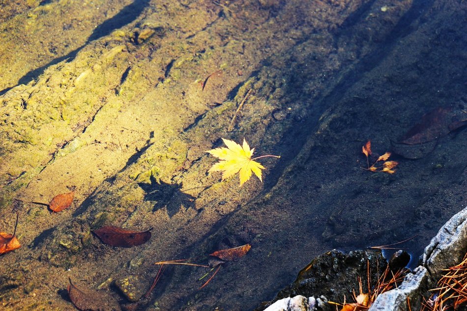 autumn leaves on the creek