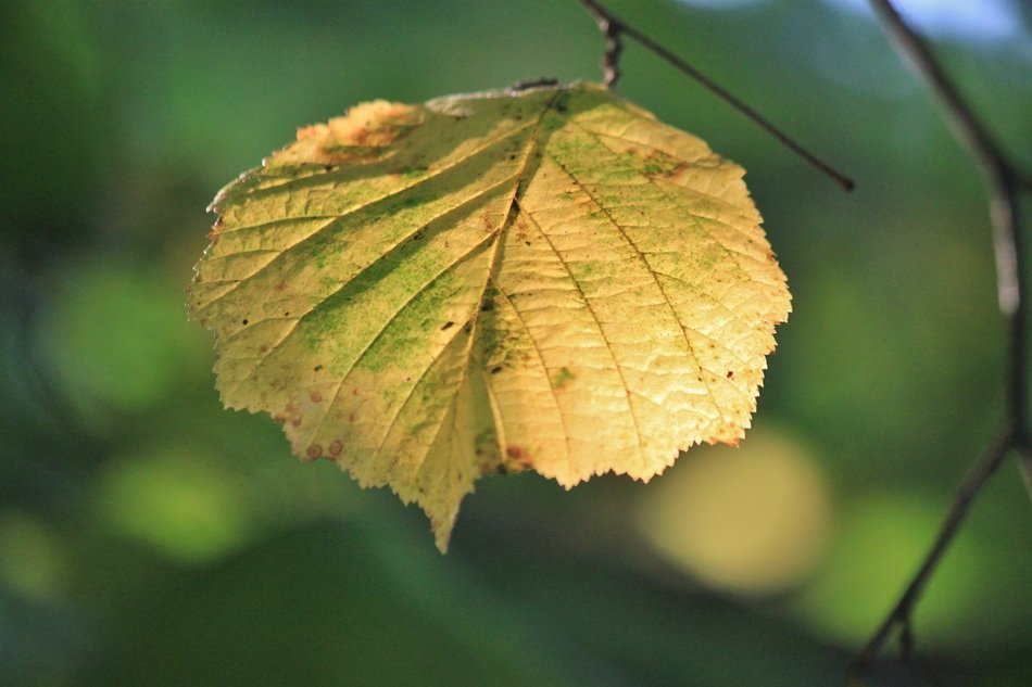 yellow hazelnut leaf in autumn