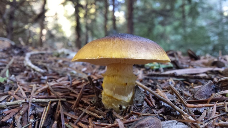 mushroom in the branches in the forest