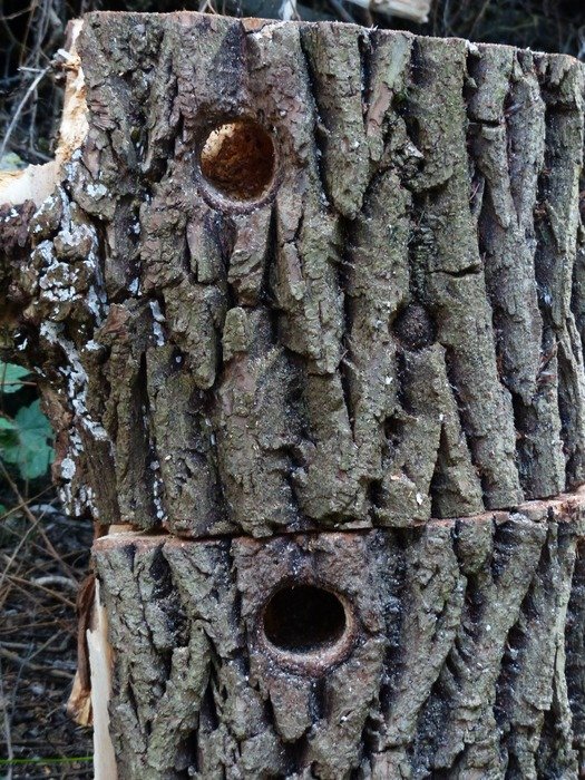 woodpecker house in the tree