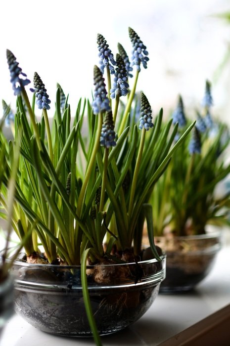 potted hyacinth flowers