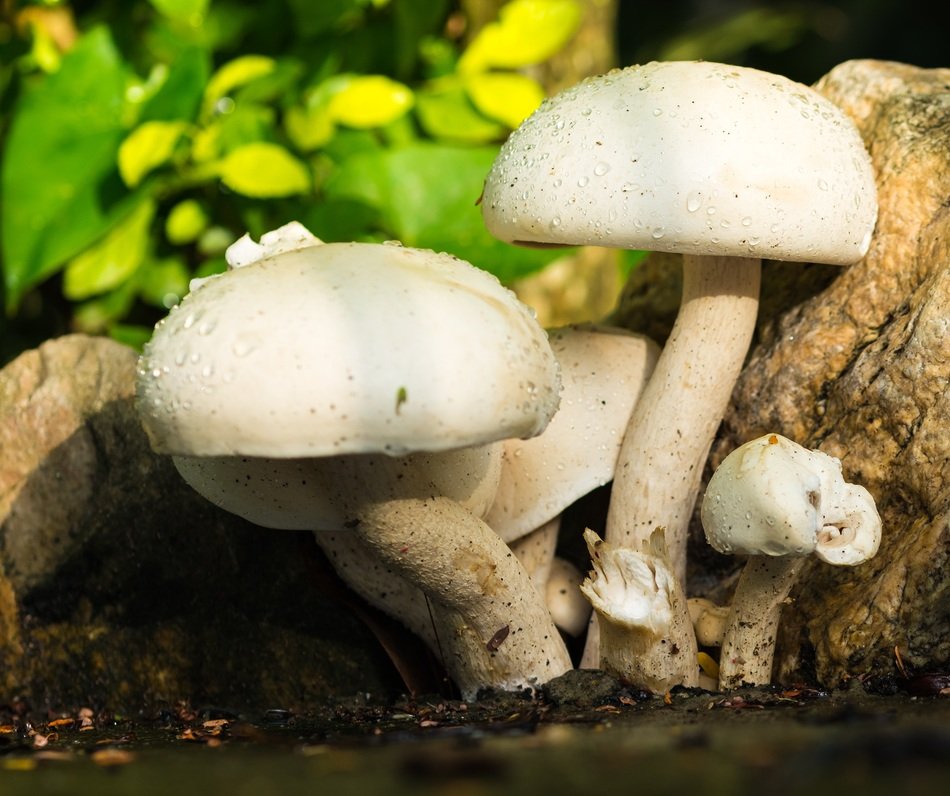White wild mushrooms