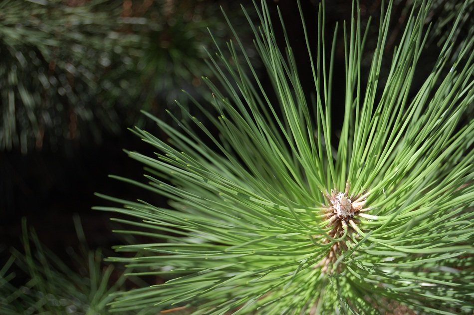 Green branch of the pine tree