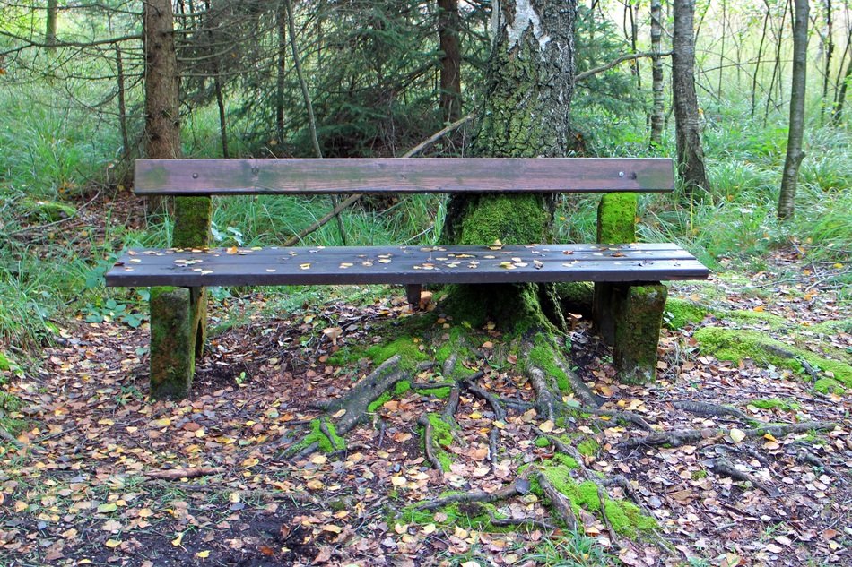 wondrous wooden bench