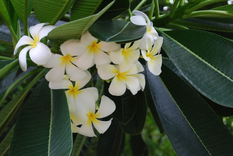 tropical yellow flower with a yellow core