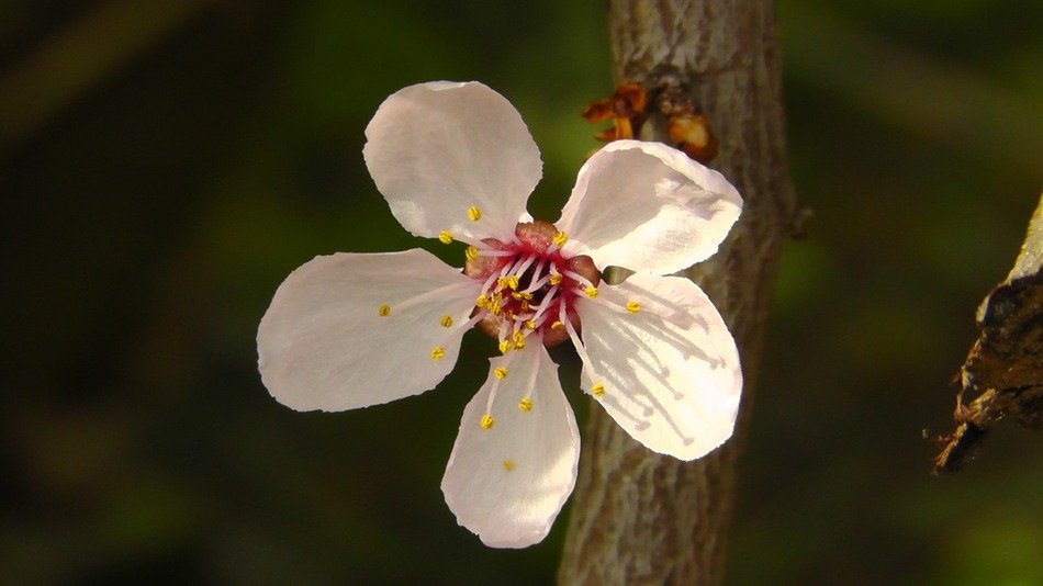 light pink flower on a branch close-up