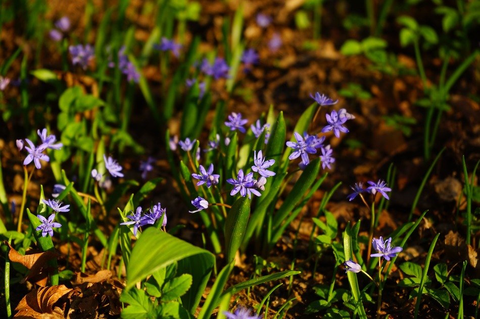 blooming scilla in spring