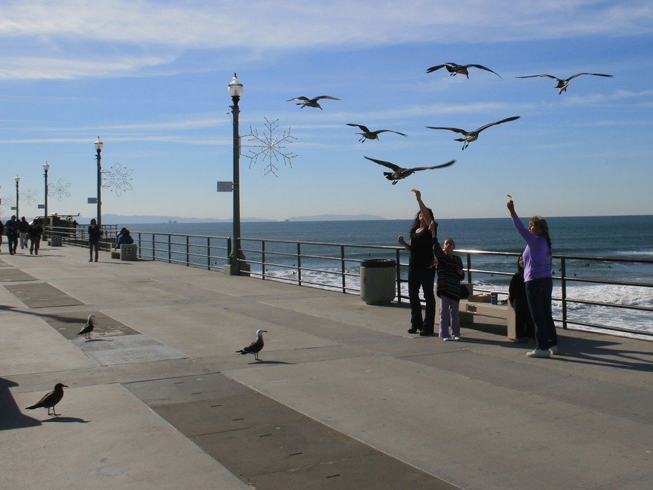 seagull on the pier in Huntington