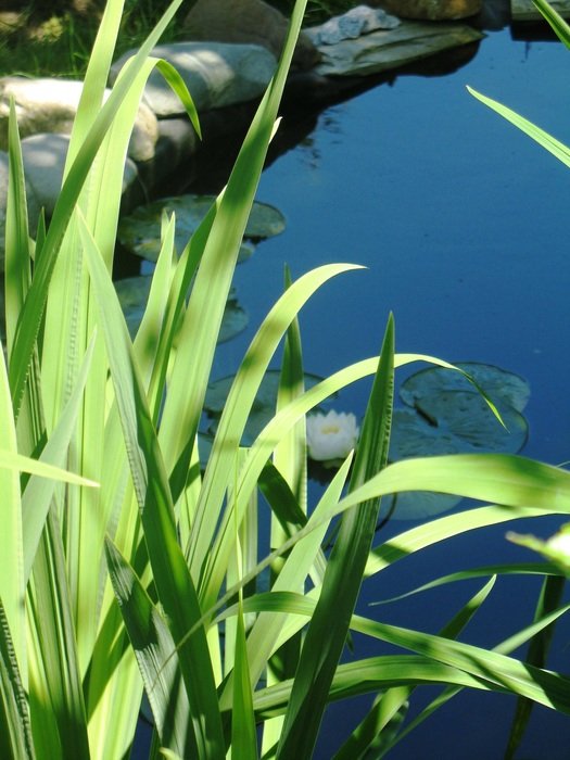 pond leaves