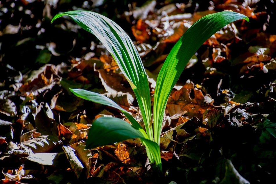 пкуут leaf green plant free image download