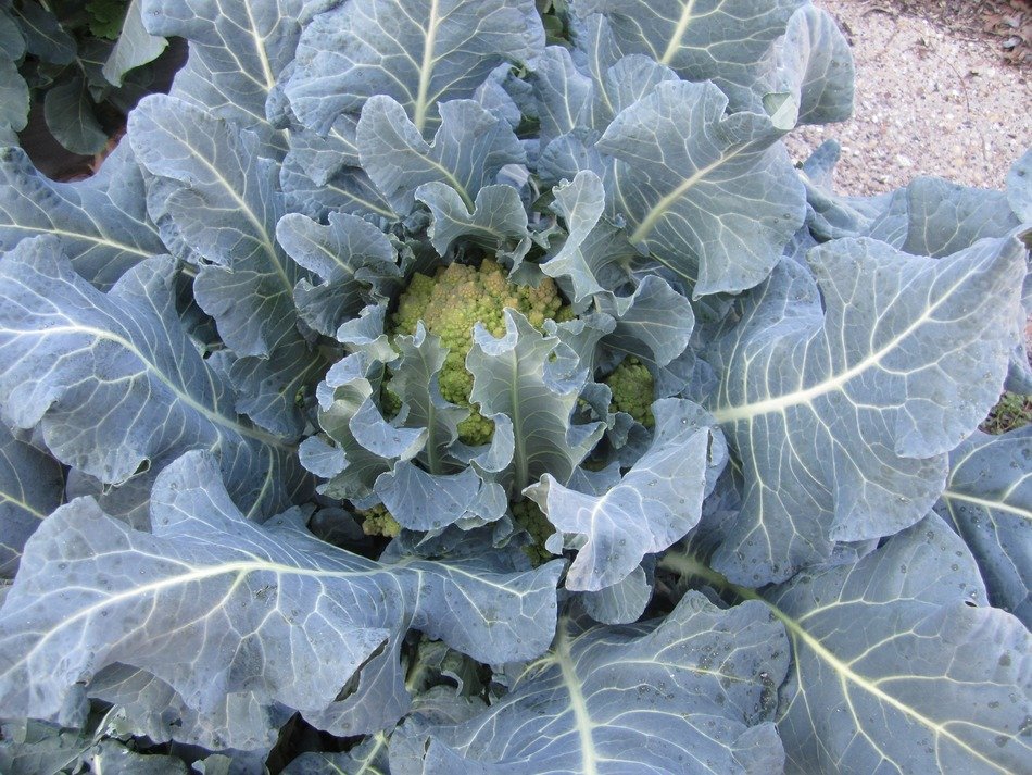 huge cabbage grows in the garden