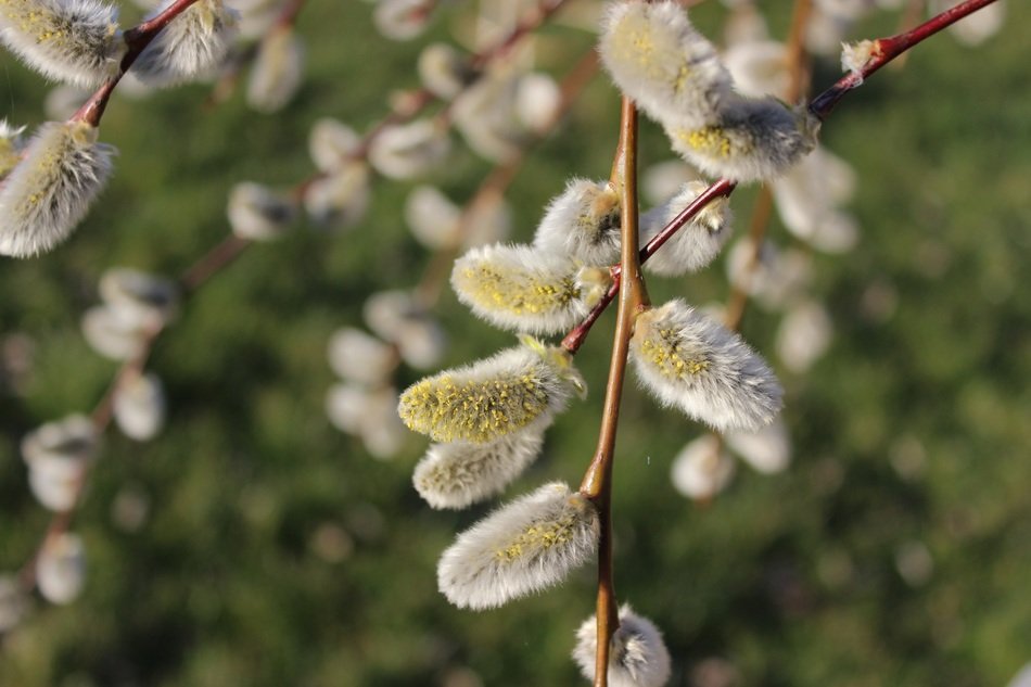 Flowers on the willow