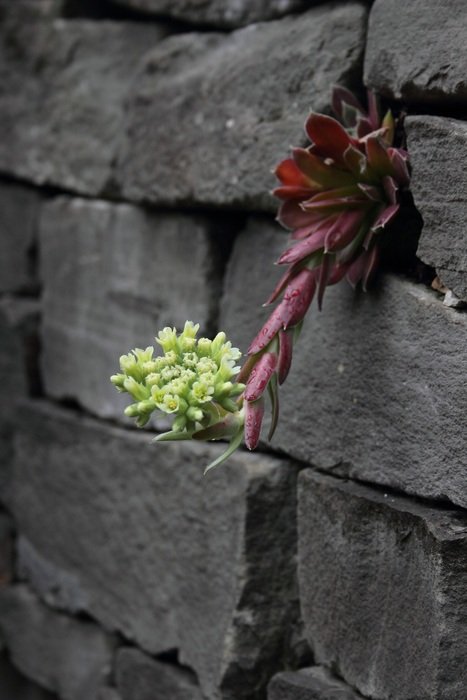 burgundy plant and white flower grow in stone