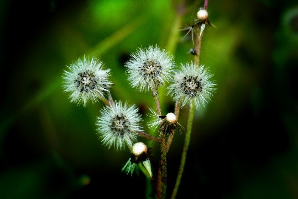 fluffy wildflowers