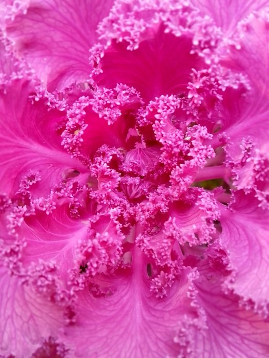 Tender pink flower blooms macro photo