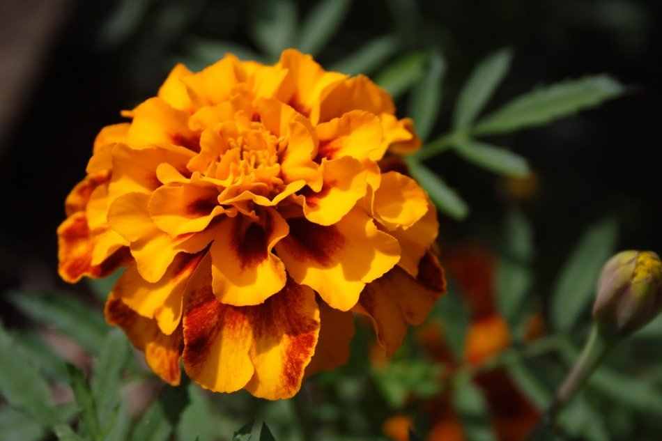 picture of the beautiful bloom