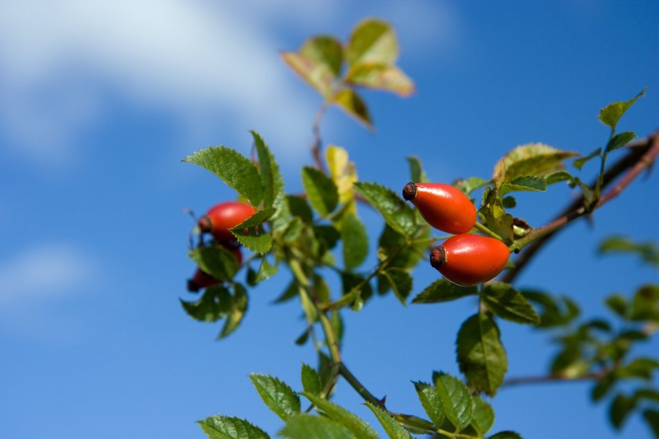 three berries of a wild rose in the fall