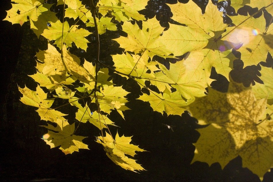 branch on a tree with yellow leaves at night