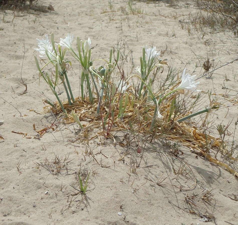 green grass on the beach of the Mediterranean