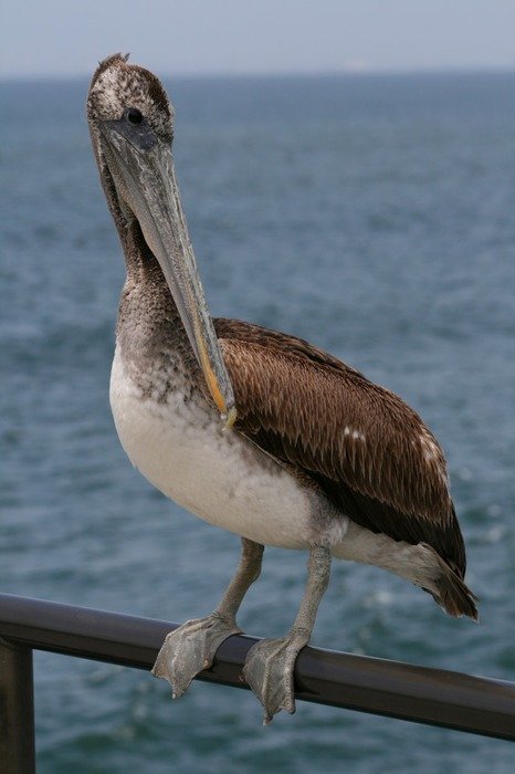 pelican on California beach