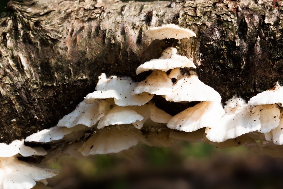 ovinus mushroom