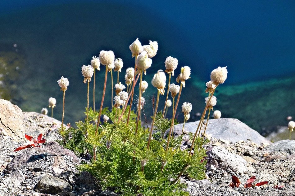 cotton like a wild plant