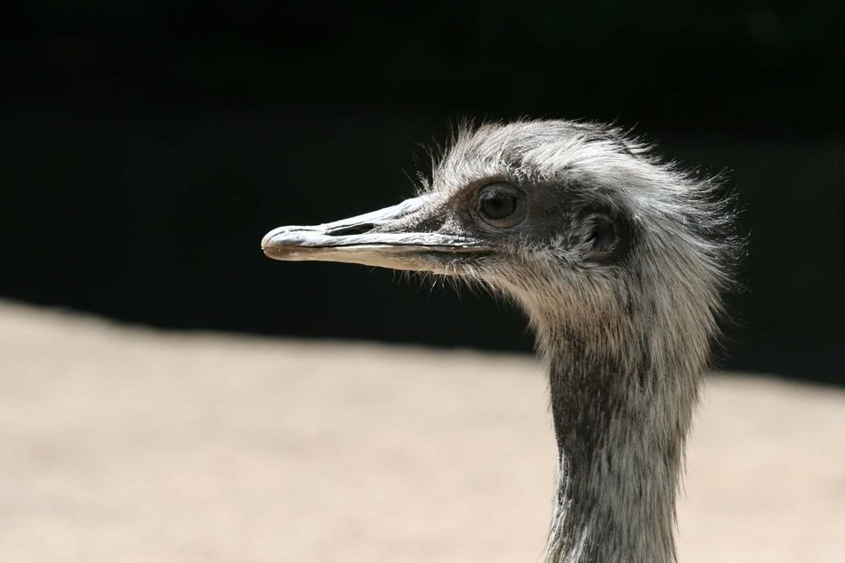 head of a ostrich under the bright sun