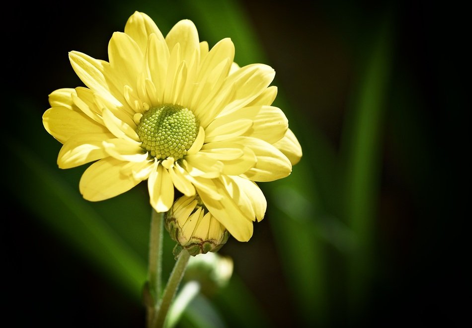 wondrous yellow plant