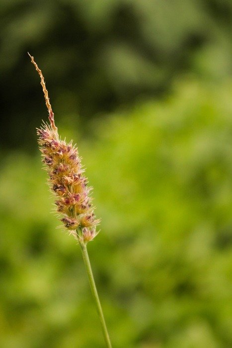 Close-up of the brown plant