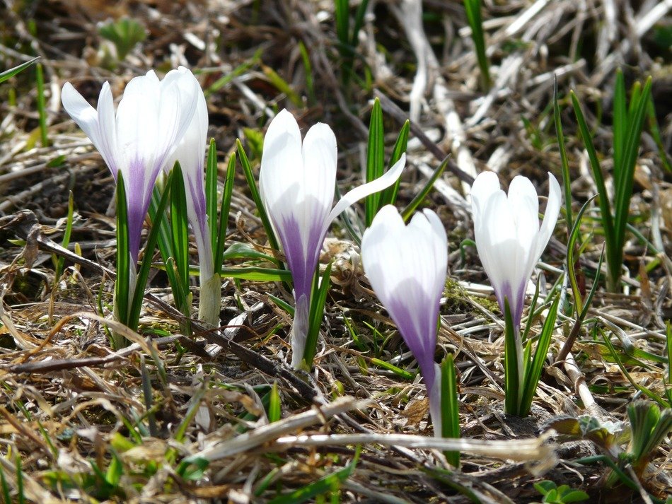 closeup photo of flowering alpine crocus in spring