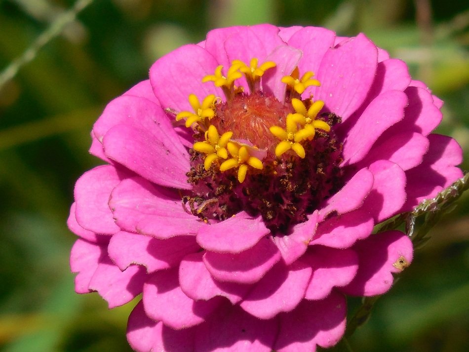 Macro picture of annual zinnia flower