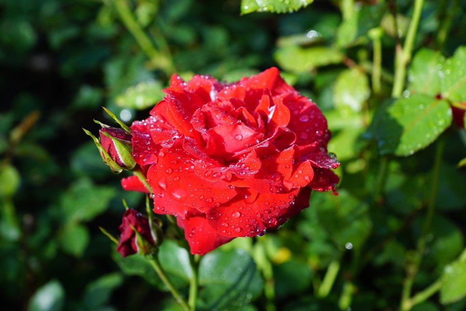 lovely rose flower
