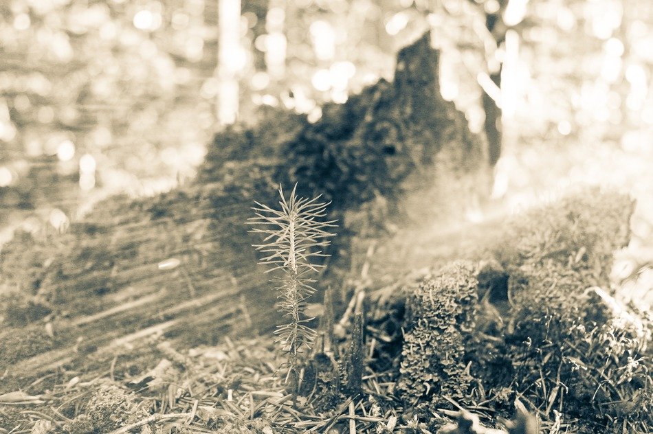 ray of light