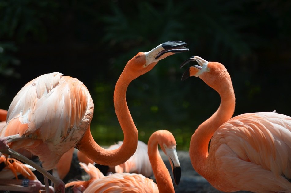 Picture of the orange flamingos