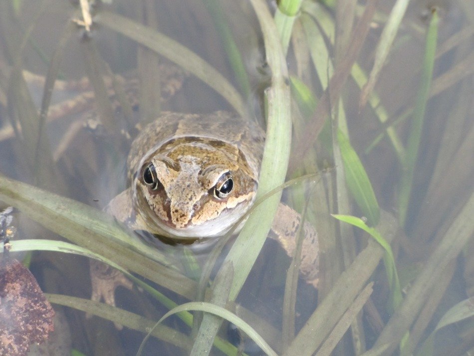 frog in the water of the pond