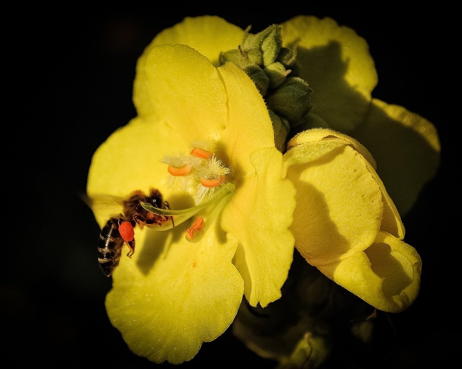 honey bee in the flower