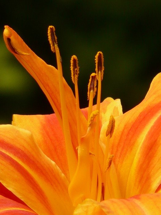 hemerocallis fulva closeup