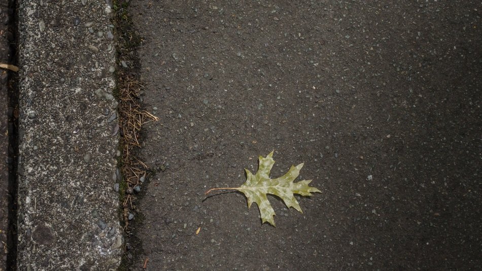 tree leaf on the ground