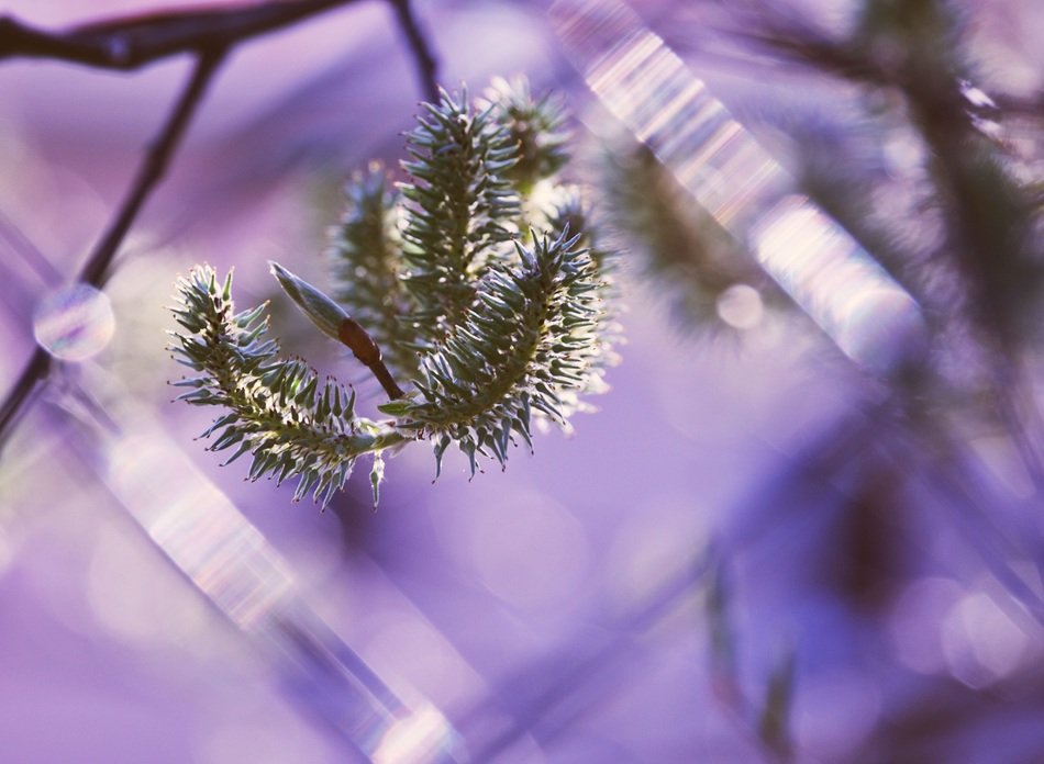 tree twig in spring