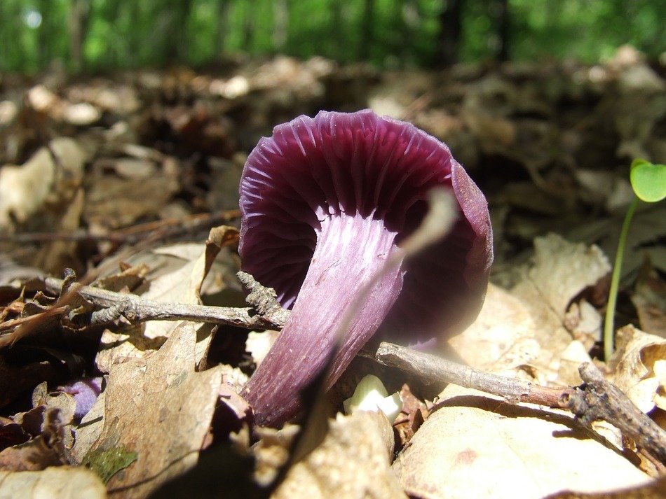 purple gambosa