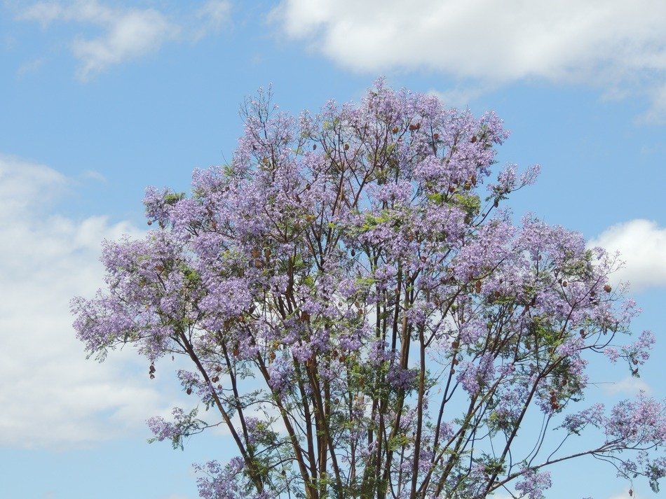 purple trees landscape