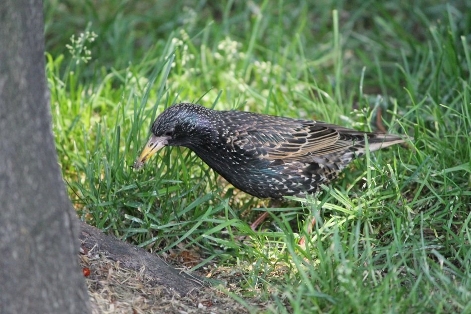 wild bird on ground